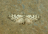 70.157 BF1853 Oak-tree Pug Eupithecia dodoneata