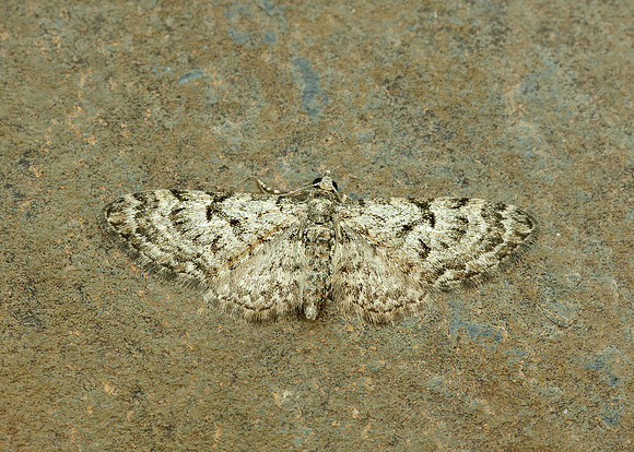 70.157 BF1853 Oak-tree Pug Eupithecia dodoneata