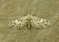 70.157 BF1853 Oak-tree Pug Eupithecia dodoneata