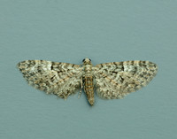 70.157 BF1853 Oak-tree Pug Eupithecia dodoneata