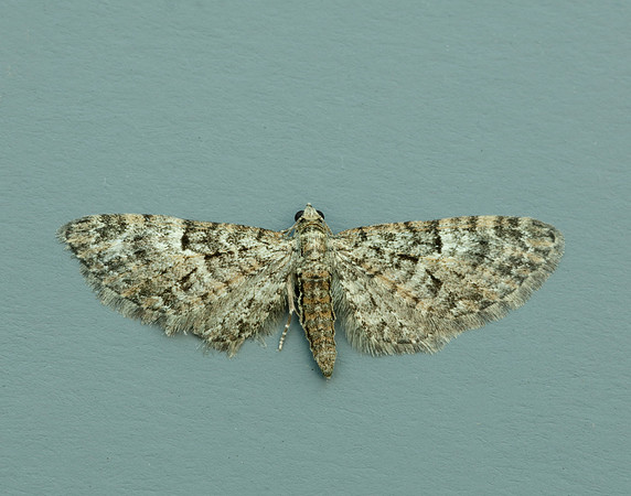 70.157 BF1853 Oak-tree Pug Eupithecia dodoneata