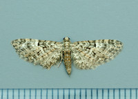 70.157 BF1853 Oak-tree Pug Eupithecia dodoneata