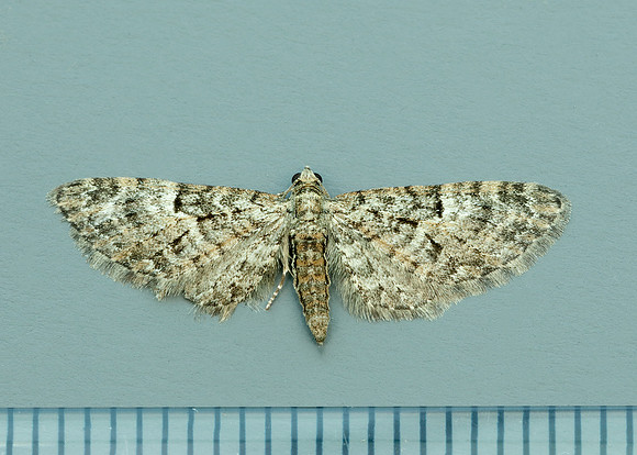 70.157 BF1853 Oak-tree Pug Eupithecia dodoneata
