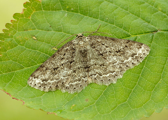 70.270 BF1947 Engrailed Ectropis crepuscularia