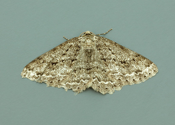 70.270 BF1947 Engrailed Ectropis crepuscularia