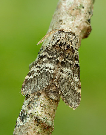 70.270 BF1947 Engrailed Ectropis crepuscularia