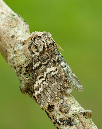 70.270 BF1947 Engrailed Ectropis crepuscularia