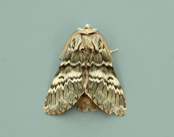 70.270 BF1947 Engrailed Ectropis crepuscularia