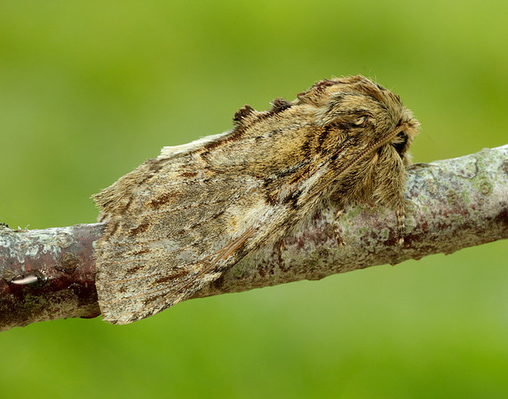 71.016 BF2005 Great Prominent Peridea anceps