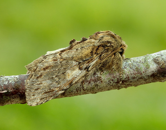 71.016 BF2005 Great Prominent Peridea anceps