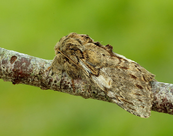 71.016 BF2005 Great Prominent Peridea anceps
