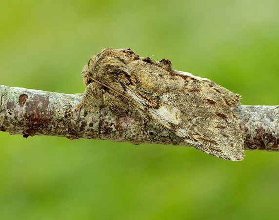 71.016 BF2005 Great Prominent Peridea anceps
