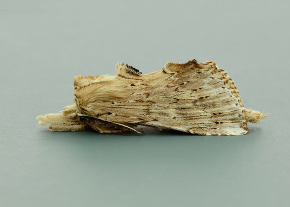 71.020 BF2011 Pale Prominent Pterostoma palpina