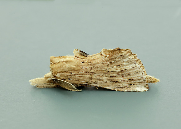 71.020 BF2011 Pale Prominent Pterostoma palpina