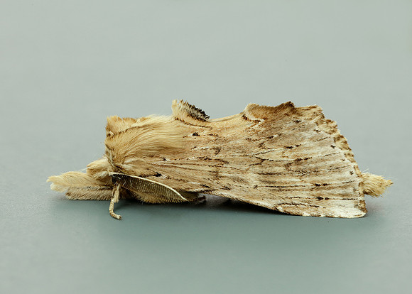 71.020 BF2011 Pale Prominent Pterostoma palpina