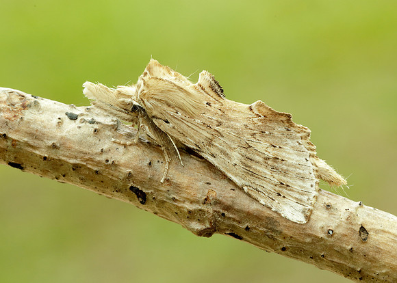 71.020 BF2011 Pale Prominent Pterostoma palpina