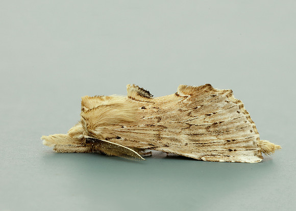 71.020 BF2011 Pale Prominent Pterostoma palpina