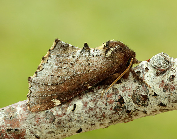 71.023 BF2010 Scarce Prominent Odontosia carmelita