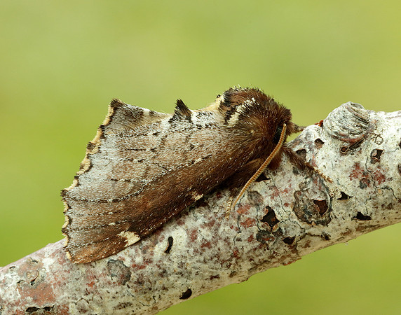71.023 BF2010 Scarce Prominent Odontosia carmelita