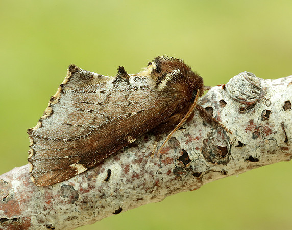 71.023 BF2010 Scarce Prominent Odontosia carmelita