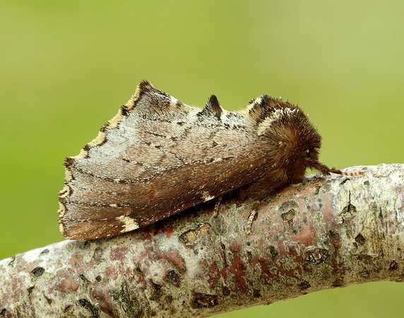 71.023 BF2010 Scarce Prominent Odontosia carmelita