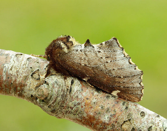 71.023 BF2010 Scarce Prominent Odontosia carmelita