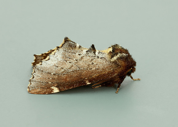 71.023 BF2010 Scarce Prominent Odontosia carmelita