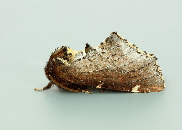 71.023 BF2010 Scarce Prominent Odontosia carmelita