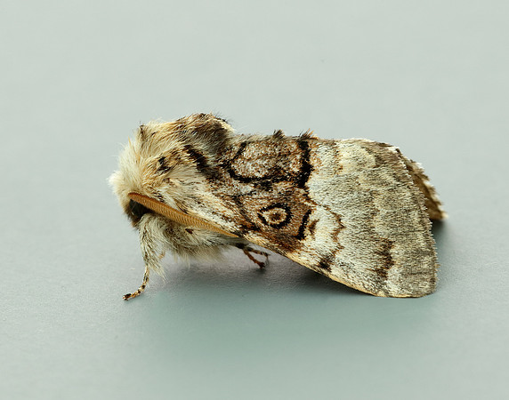 73.032 BF2425 Nut-tree Tussock Colocasia coryli