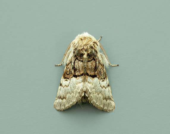 73.032 BF2425 Nut-tree Tussock Colocasia coryli