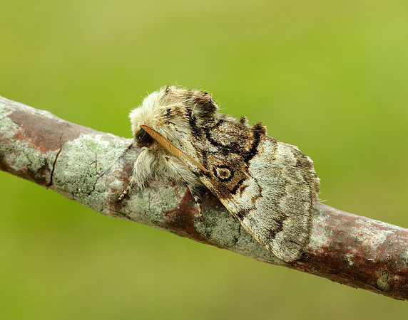 73.032 BF2425 Nut-tree Tussock Colocasia coryli