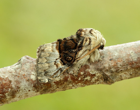 73.032 BF2425 Nut-tree Tussock Colocasia coryli