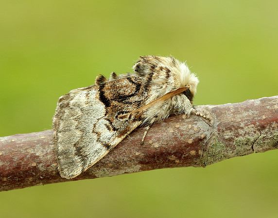 73.032 BF2425 Nut-tree Tussock Colocasia coryli