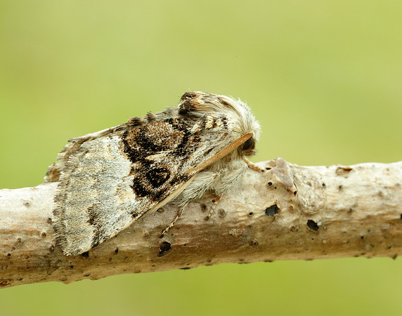 73.032 BF2425 Nut-tree Tussock Colocasia coryli