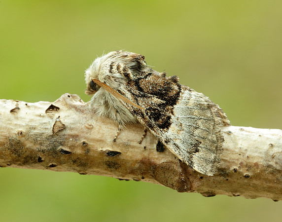73.032 BF2425 Nut-tree Tussock Colocasia coryli