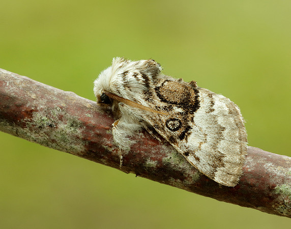 73.032 BF2425 Nut-tree Tussock Colocasia coryli