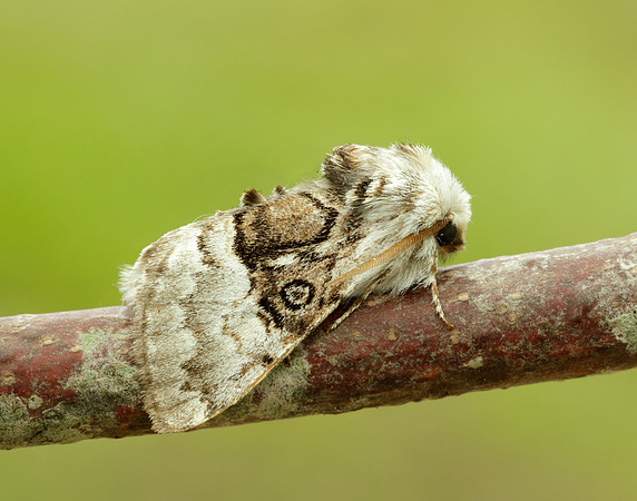 73.032 BF2425 Nut-tree Tussock Colocasia coryli