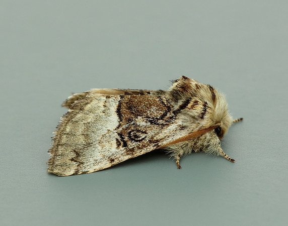 73.032 BF2425 Nut-tree Tussock Colocasia coryli
