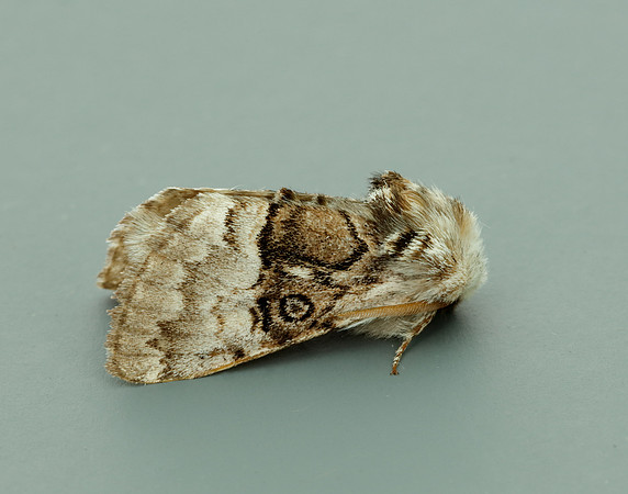 73.032 BF2425 Nut-tree Tussock Colocasia coryli