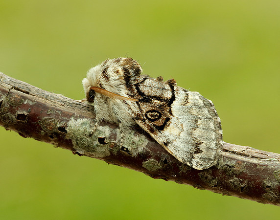 73.032 BF2425 Nut-tree Tussock Colocasia coryli