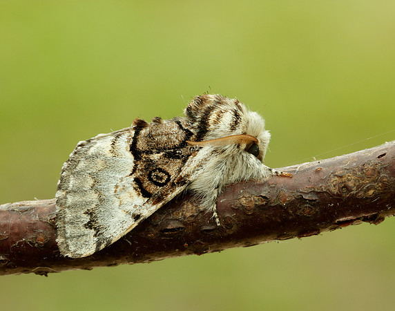 73.032 BF2425 Nut-tree Tussock Colocasia coryli