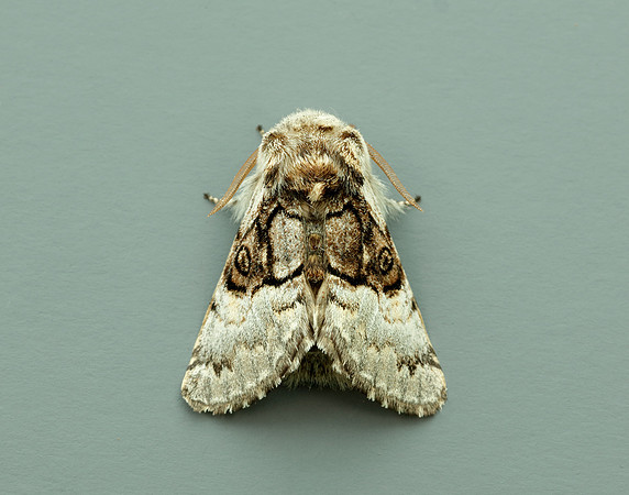 73.032 BF2425 Nut-tree Tussock Colocasia coryli