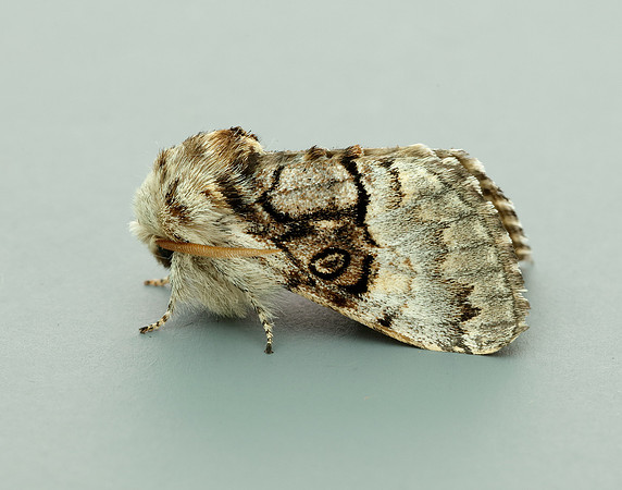 73.032 BF2425 Nut-tree Tussock Colocasia coryli