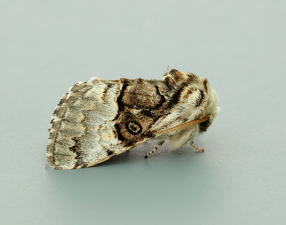 73.032 BF2425 Nut-tree Tussock Colocasia coryli
