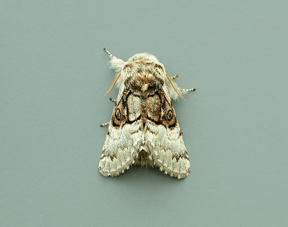 73.032 BF2425 Nut-tree Tussock Colocasia coryli