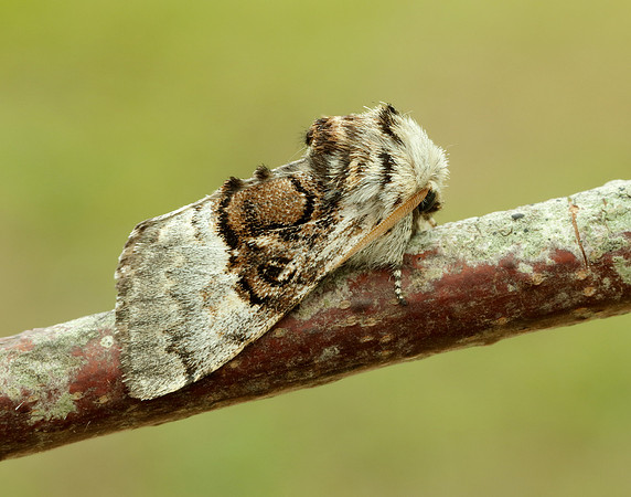 73.032 BF2425 Nut-tree Tussock Colocasia coryli