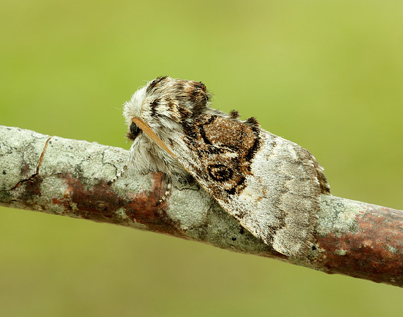 73.032 BF2425 Nut-tree Tussock Colocasia coryli