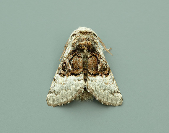 73.032 BF2425 Nut-tree Tussock Colocasia coryli