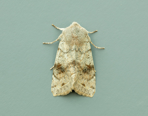 73.242 BF2188 Clouded Drab Orthosia incerta