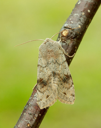 73.242 BF2188 Clouded Drab Orthosia incerta